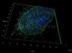Mouse IgG, (H+L) SRM Secondary Antibody in Immunocytochemistry (ICC/IF)