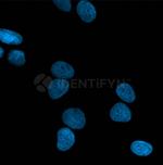 Mouse IgG, (H+L) SRM Secondary Antibody in Immunocytochemistry (ICC/IF)