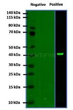 Mouse IgG, (H+L) SRM Secondary Antibody in Western Blot (WB)