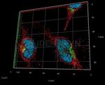 Rabbit IgG, (H+L) SRM Secondary Antibody in Immunocytochemistry (ICC/IF)