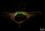 Rabbit IgG, (H+L) SRM Secondary Antibody in Immunocytochemistry (ICC/IF)