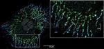 Rabbit IgG, (H+L) SRM Secondary Antibody in Immunocytochemistry (ICC/IF)