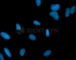 Rabbit IgG, (H+L) SRM Secondary Antibody in Immunocytochemistry (ICC/IF)