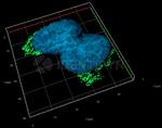 Rabbit IgG, (H+L) SRM Secondary Antibody in Immunocytochemistry (ICC/IF)