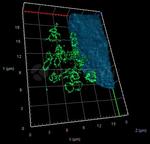 Rabbit IgG, (H+L) SRM Secondary Antibody in Immunocytochemistry (ICC/IF)