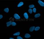 Mouse IgG, (H+L) SRM Secondary Antibody in Immunocytochemistry (ICC/IF)