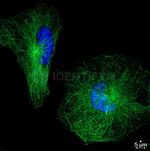 Mouse IgG, (H+L) SRM Secondary Antibody in Immunocytochemistry (ICC/IF)