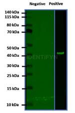 Mouse IgG, (H+L) SRM Secondary Antibody in Western Blot (WB)