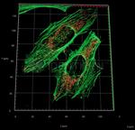 Rabbit IgG, (H+L) SRM Secondary Antibody in Immunocytochemistry (ICC/IF)