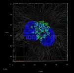 Rabbit IgG, (H+L) SRM Secondary Antibody in Immunocytochemistry (ICC/IF)