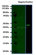 Rabbit IgG, (H+L) SRM Secondary Antibody in Western Blot (WB)