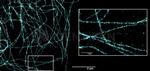 Mouse IgG, (H+L) SRM Secondary Antibody in Immunocytochemistry (ICC/IF)