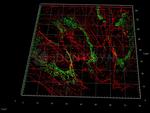 Mouse IgG, (H+L) SRM Secondary Antibody in Immunocytochemistry (ICC/IF)