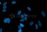 Mouse IgG, (H+L) SRM Secondary Antibody in Immunocytochemistry (ICC/IF)
