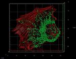 Mouse IgG, (H+L) SRM Secondary Antibody in Immunocytochemistry (ICC/IF)