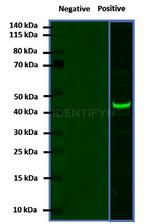 Mouse IgG, (H+L) SRM Secondary Antibody in Western Blot (WB)