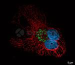 Rabbit IgG, (H+L) SRM Secondary Antibody in Immunocytochemistry (ICC/IF)