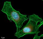 Rabbit IgG, (H+L) SRM Secondary Antibody in Immunocytochemistry (ICC/IF)