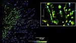 Rabbit IgG, (H+L) SRM Secondary Antibody in Immunocytochemistry (ICC/IF)
