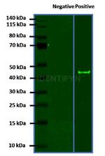 Rabbit IgG, (H+L) SRM Secondary Antibody in Western Blot (WB)