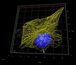 Mouse, IgG (H+L), (Subclasses 1+2a+2b+3), Fcy Fragment Specific SRM Secondary Antibody in Immunocytochemistry (ICC/IF)