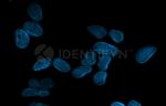 Mouse, IgG (H+L), (Subclasses 1+2a+2b+3), Fcy Fragment Specific SRM Secondary Antibody in Immunocytochemistry (ICC/IF)