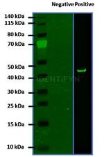 Mouse, IgG (H+L), (Subclasses 1+2a+2b+3), Fcy Fragment Specific SRM Secondary Antibody in Western Blot (WB)