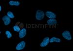 Rabbit IgG, (H+L) SRM Secondary Antibody in Immunocytochemistry (ICC/IF)