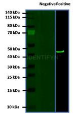 Rabbit IgG, (H+L) SRM Secondary Antibody in Western Blot (WB)
