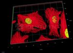 Human IgG, (H+L) SRM Secondary Antibody in Immunocytochemistry (ICC/IF)