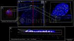 Human IgG, (H+L) SRM Secondary Antibody in Immunocytochemistry (ICC/IF)