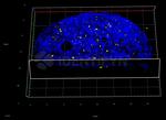 Human IgG, (H+L) SRM Secondary Antibody in Immunocytochemistry (ICC/IF)