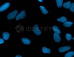 Human IgG, (H+L) SRM Secondary Antibody in Immunocytochemistry (ICC/IF)