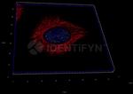 Goat anti-Human IgG, (H+L) SRM Identifyn™ Secondary Antibody, Alexa Fluor™ 532