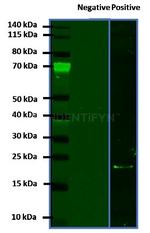 Human IgG, (H+L) SRM Secondary Antibody in Western Blot (WB)