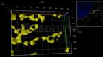 Mouse, IgG (H+L) SRM Secondary Antibody in Immunocytochemistry (ICC/IF)