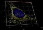 Mouse, IgG (H+L) SRM Secondary Antibody in Immunocytochemistry (ICC/IF)