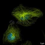 Mouse, IgG (H+L) SRM Secondary Antibody in Immunocytochemistry (ICC/IF)