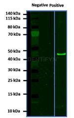 Mouse, IgG (H+L) SRM Secondary Antibody in Western Blot (WB)