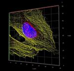 Rabbit IgG, (H+L) SRM Secondary Antibody in Immunocytochemistry (ICC/IF)