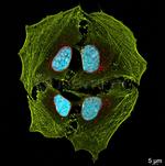 Rabbit IgG, (H+L) SRM Secondary Antibody in Immunocytochemistry (ICC/IF)
