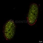 Human, IgG (H+L) SRM Secondary Antibody in Immunocytochemistry (ICC/IF)