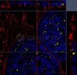 Human, IgG (H+L) SRM Secondary Antibody in Immunocytochemistry (ICC/IF)