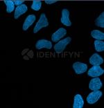 Human, IgG (H+L) SRM Secondary Antibody in Immunocytochemistry (ICC/IF)