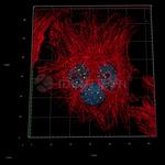 Human, IgG (H+L) SRM Secondary Antibody in Immunocytochemistry (ICC/IF)