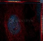 Human, IgG (H+L) SRM Secondary Antibody in Immunocytochemistry (ICC/IF)