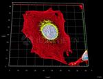 F(ab')2-Goat anti-Mouse IgG, (H+L) SRM Identifyn™ Secondary Antibody, Alexa Fluor™ 532