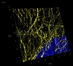 Mouse IgG, (H+L) SRM Secondary Antibody in Immunocytochemistry (ICC/IF)