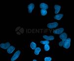 Mouse IgG, (H+L) SRM Secondary Antibody in Immunocytochemistry (ICC/IF)