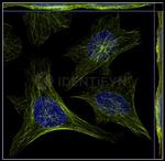 Mouse IgG, (H+L) SRM Secondary Antibody in Immunocytochemistry (ICC/IF)